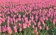 Field with pink Ollioules tulips